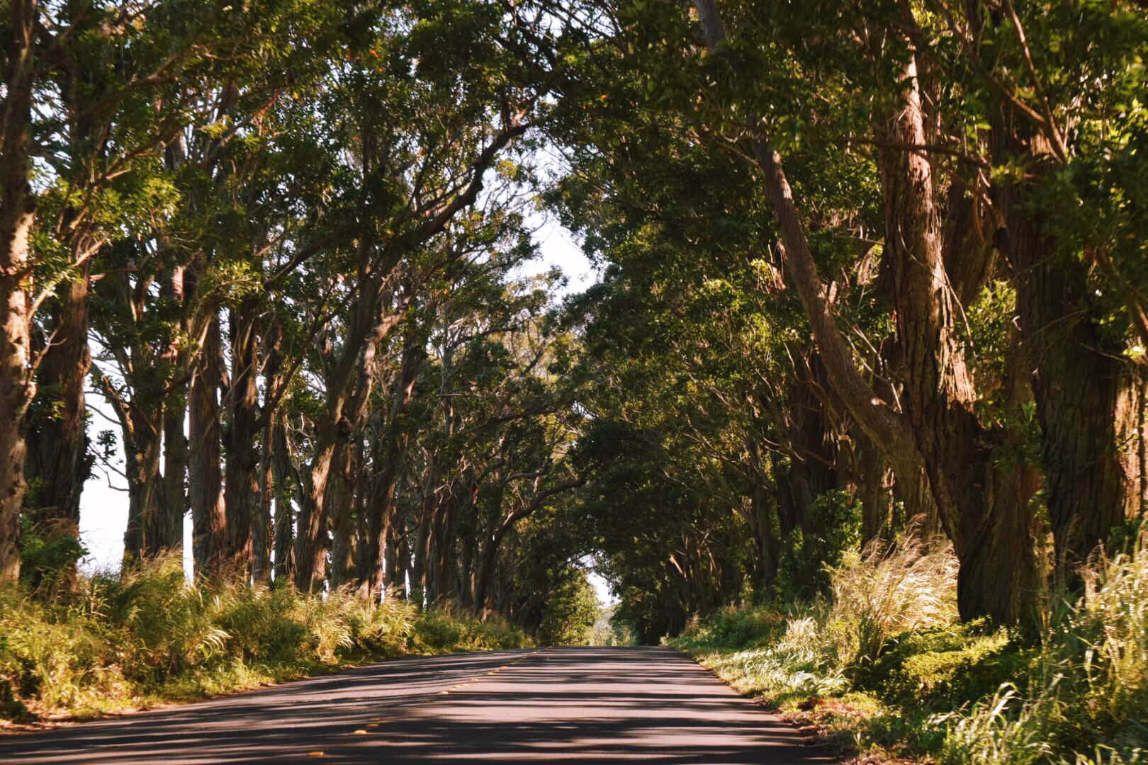 Through a Tunnel of Green