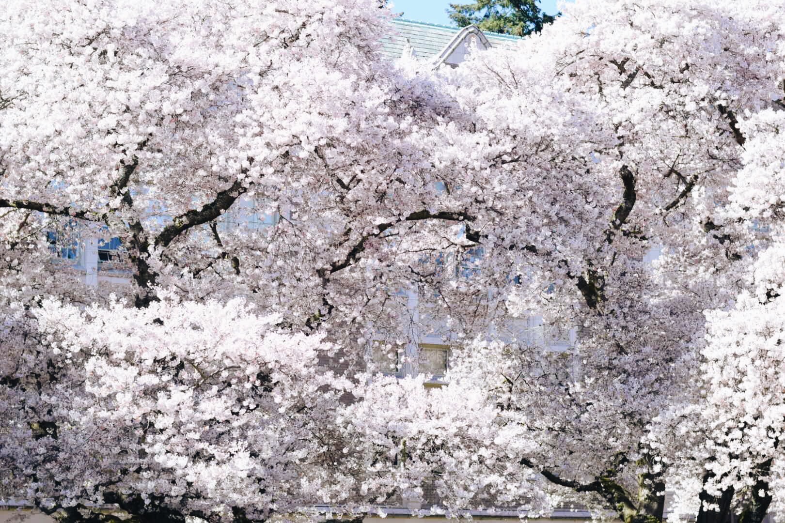 Sakura in Seattle